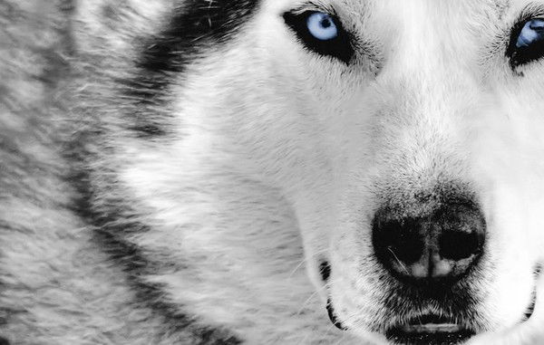 Алёна Комарова