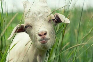 Юлия Мещерякова