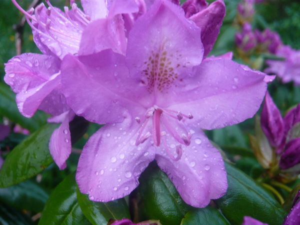 Надежда Степанова