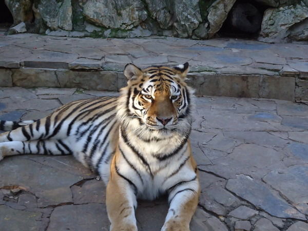 Жанат Толеуов