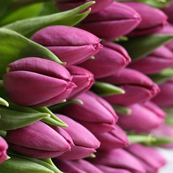 Олеся Петренко