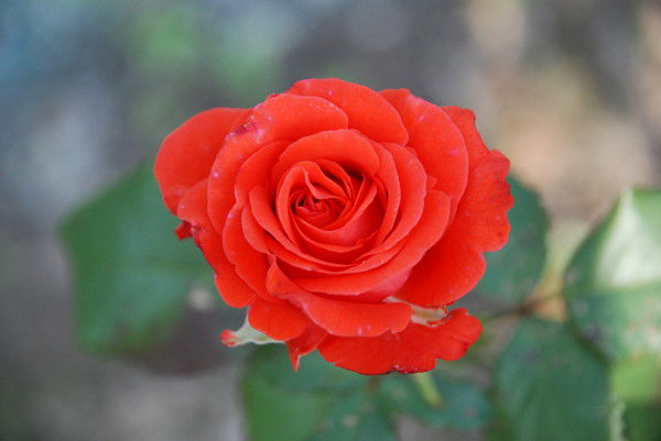 Татьяна Меркурьева