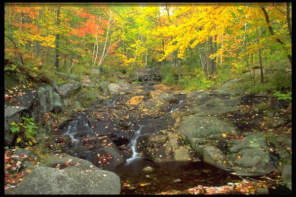 Раушан Муталиева