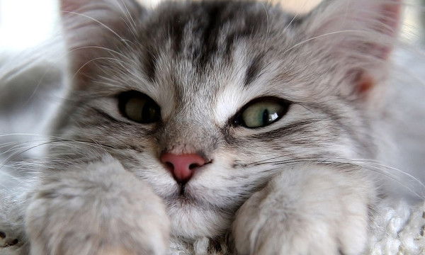 Татьяна Малюнова