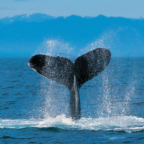 Наталья Грачева