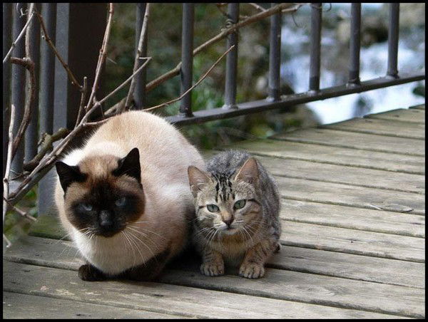 Денис Метелев