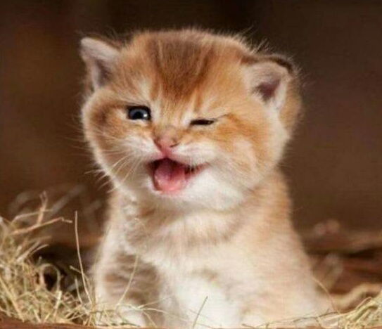 Цырен Цыдыпов