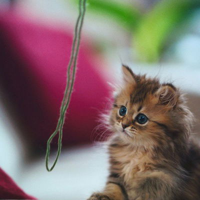 Даша Митряева