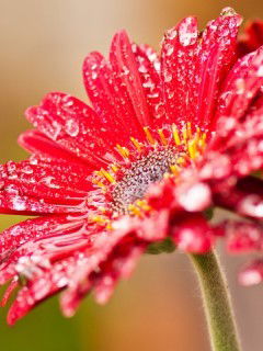 Светлана Светлана