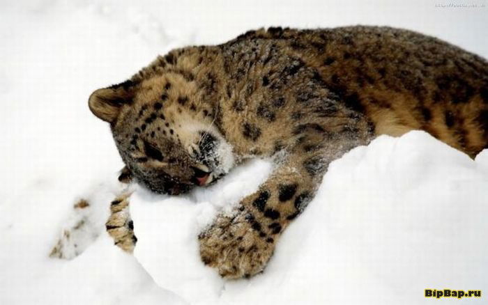 Альфия Адыгезалова (Нуриахметова)