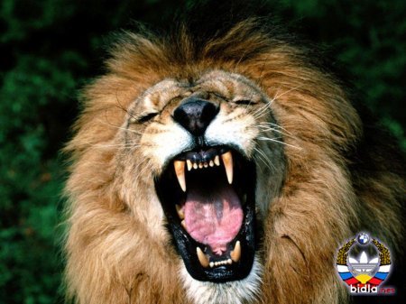 Миша Жульдиков