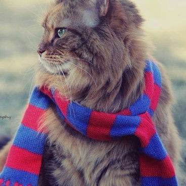 Гоча Геловани