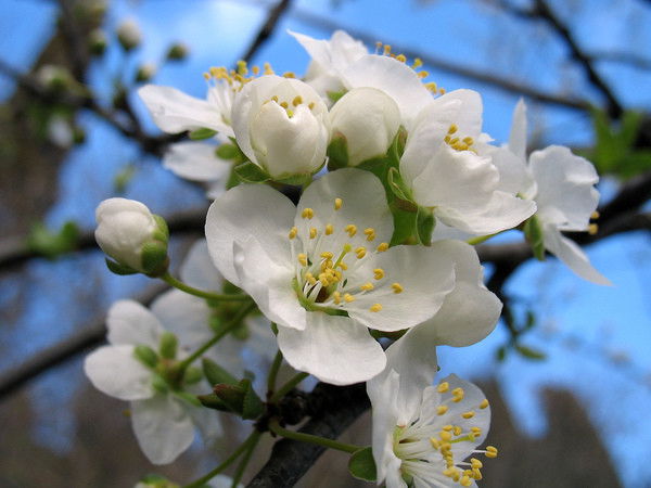 Светлана Турашова