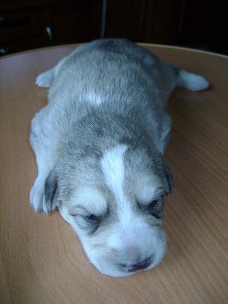 Денис Мурашев