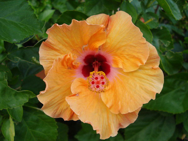 Ирина Мартыненко