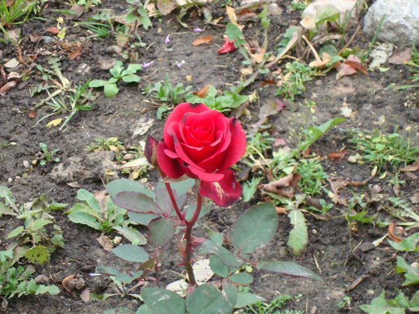 Светлана Левых