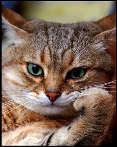 Айдар Ахметжанов