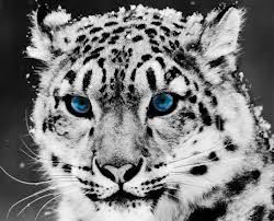 Жасулан Ермаганбетов