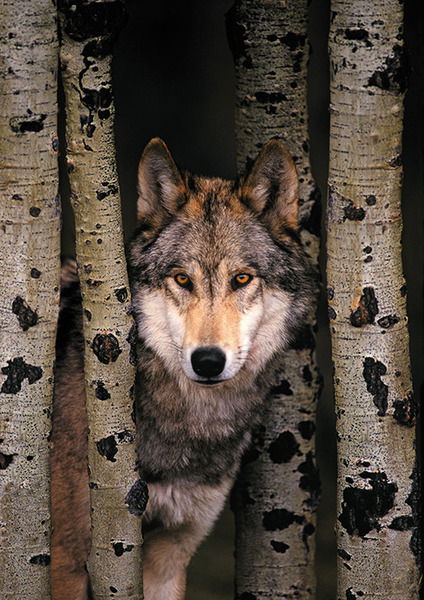 Саня Каминер