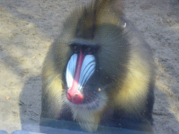 Даниил Шубный