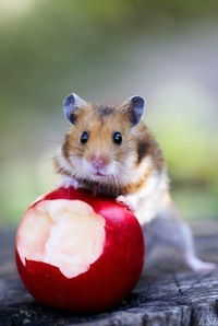 Александр Гаан