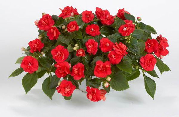 Зубайра Джумабекова