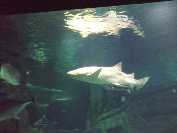 Игорь Гусев