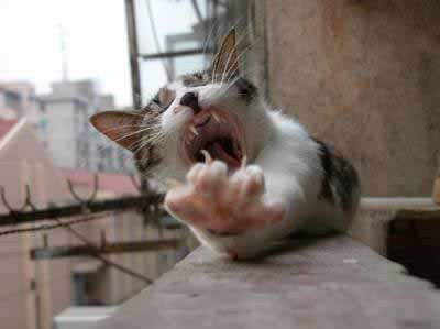 Елена Перова