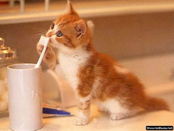 Еркебулан Ауганов