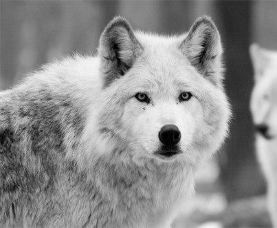 Мария Пшеничная