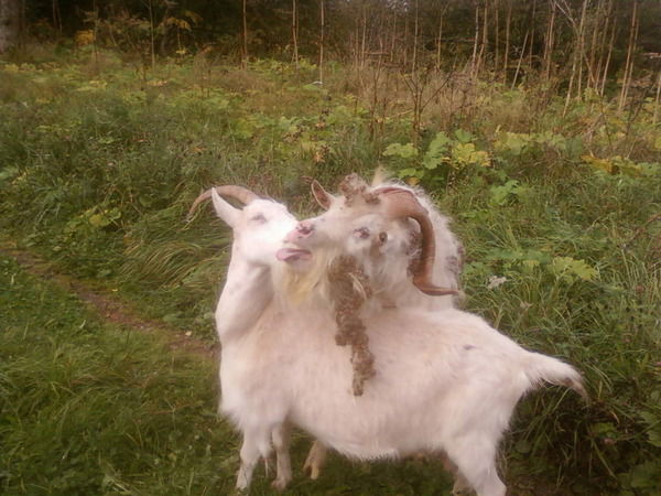 Светлана Быкова