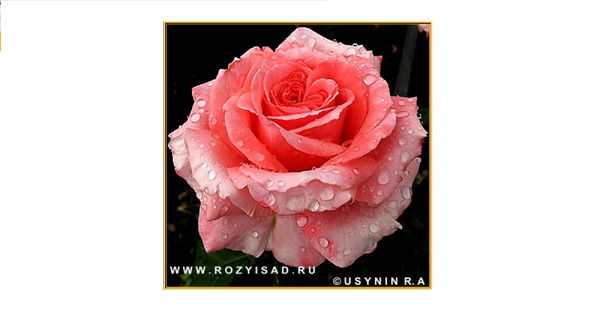 Елена Антоновская(Толоконина)