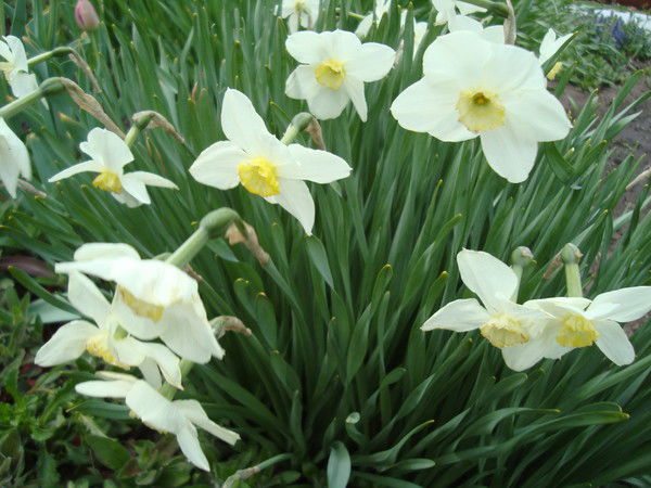 Мария Чернец