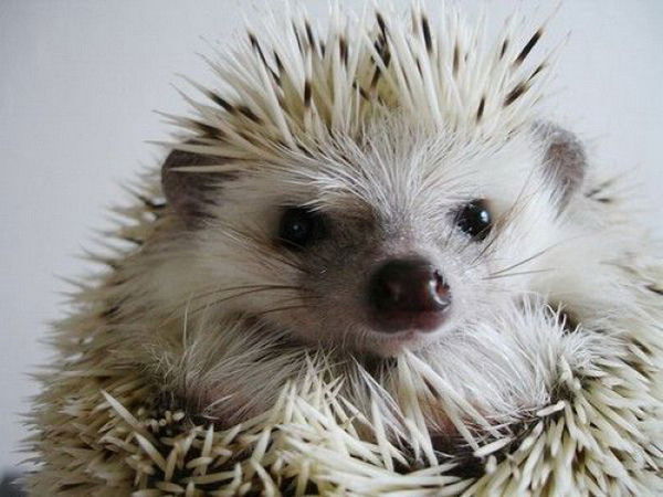 Светлана Мишуровская