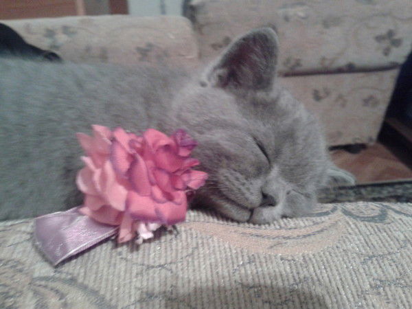 Ольга Каменских