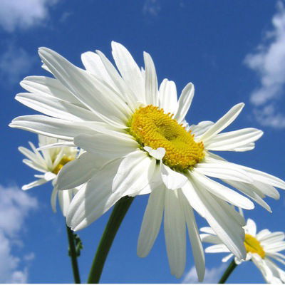 Нагима Бланк