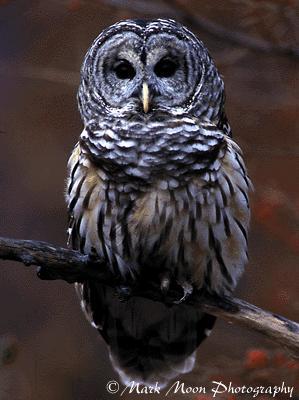 Белла Белова