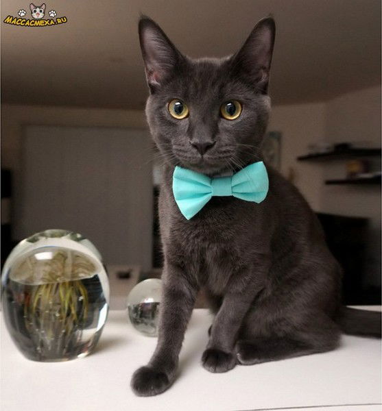 Вера Червякова