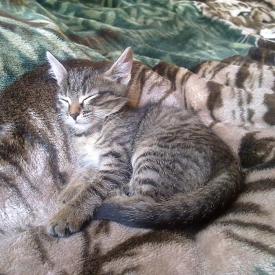 Фёдор Гуськов