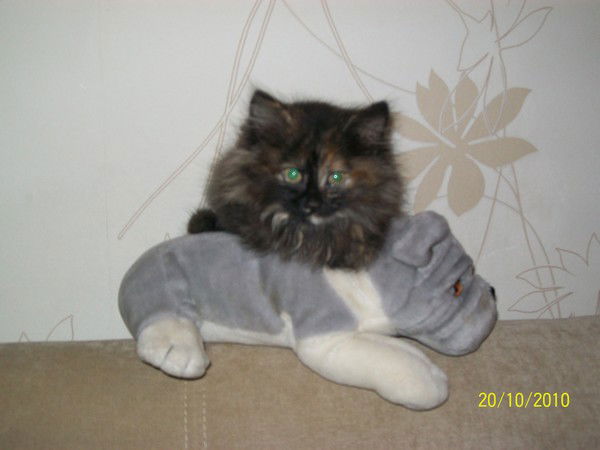 Арина Егорова