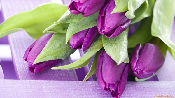 Виктория ***