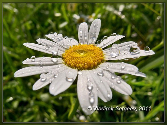 Римма Афанасьева