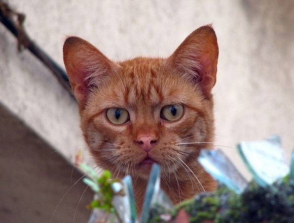 Александр Иванов