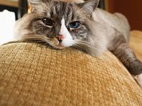 Саша Замула