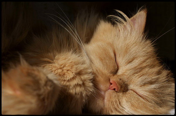 Cветлана Юртаева