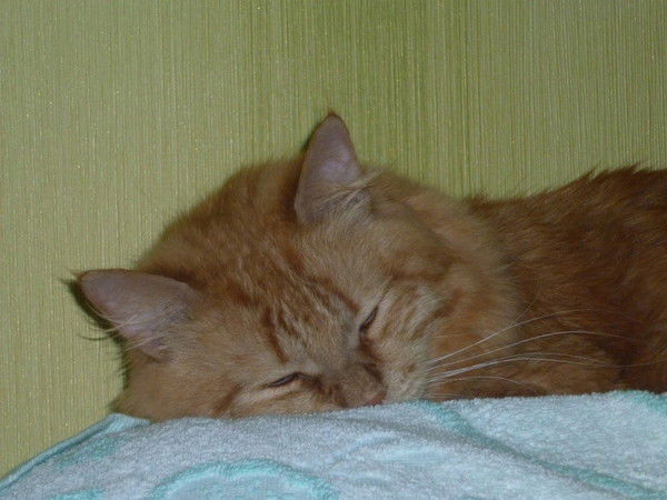 Настя Гизитдинова