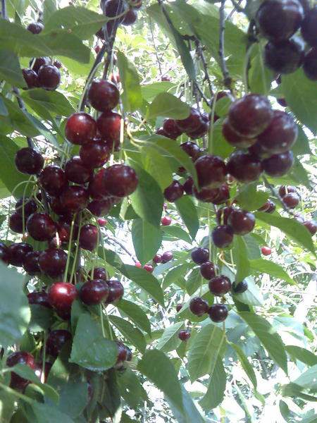 Марита Ившина