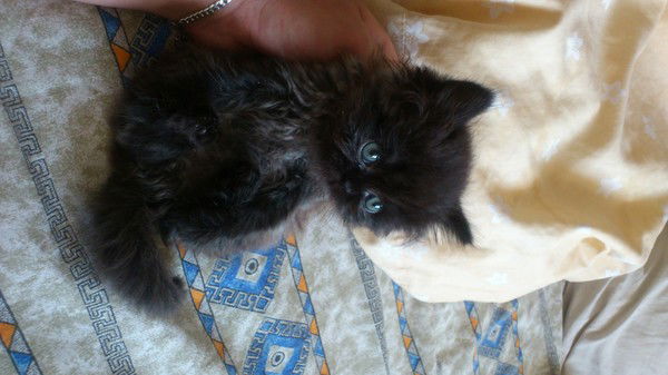 Светлана Соф