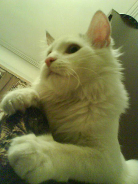 Сергей Кашин