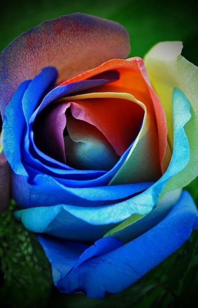 Наташа Смирнова